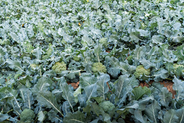 Green broccoli growing in the agricultural field