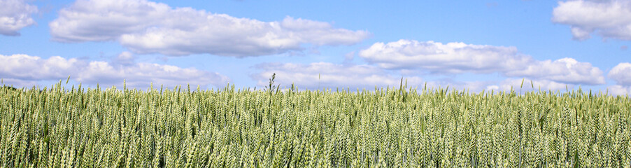 Green, not yet ripe wheat, rye field. Image of green wheat spike. Blue sky with white clouds. Selective focus, blur. Concept of good harvest. Panorama/