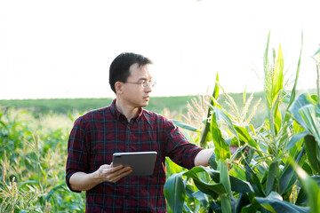 Young man farmer using digital tablet in corn field