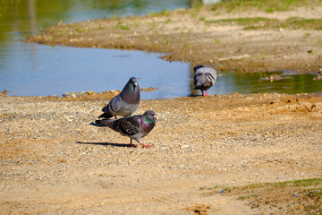 Rock pigeons on a sunny morning near the water searching for food