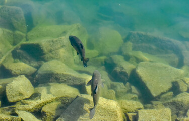 Two fish swimming over a muddy, rocky bottom in clear green water