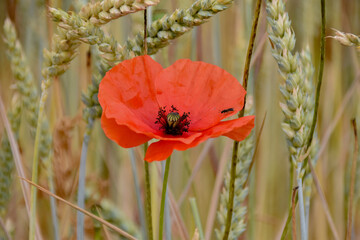 Poppy flower with insect on petal in a ripe wheat field