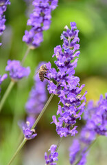 Bee Collecting Nectar on Lavender Flower