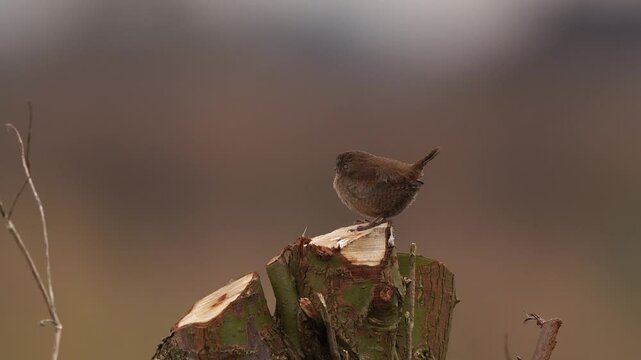 A Eurasian wren (Troglodytes troglodytes) or northern wren singing in the top of a Dutch pollard willow.