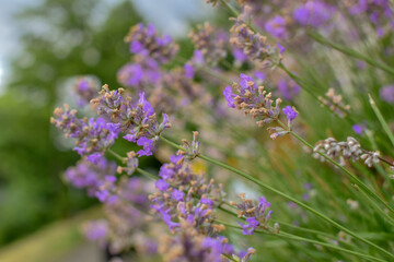 Beautiful lavender flowers in full bloom. 
