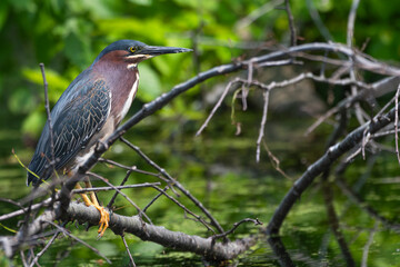 Green heron perched on a branch over a pond.