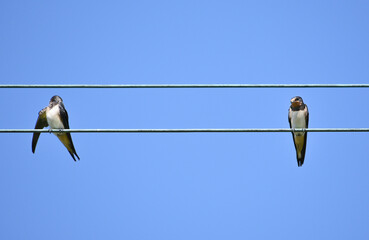 Two swallows calmly sit side by side on a wire against a bright blue, cloudless sky. Their graceful silhouettes stand out clearly against the clean background