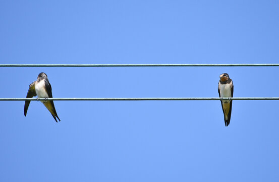 Two swallows calmly sit side by side on a wire against a bright blue, cloudless sky. Their graceful silhouettes stand out clearly against the clean background