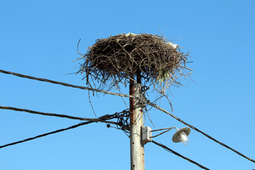 A massive bird nest made of twigs sits on a tall utility pole, surrounded by electric wires,...
