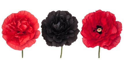 Stunning Red and Black Poppy Flowers Isolated on White Background