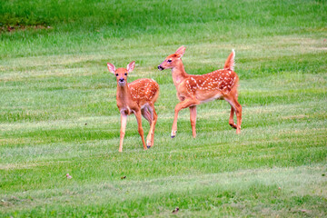 This adorable pair of white-tailed fawns investigates their surroundings with playful curiosity