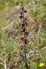 the beautiful and rare dark red helleborine (Epipactis atrorubens)