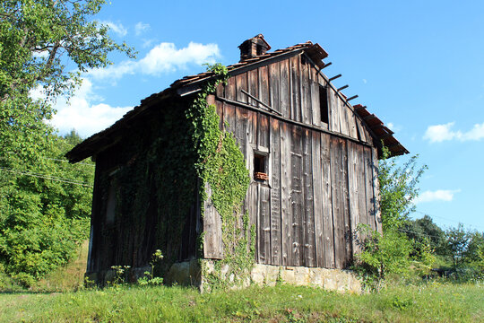 A weathered wooden barn with a stone foundation stands in a grassy field, its walls partially covered by climbing ivy hedera helix, under a bright blue sky - Powered by Adobe