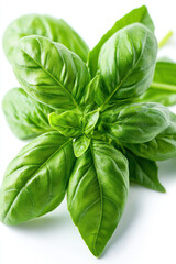 Fresh basil leaves with vibrant green color and crisp texture, isolated on a white background. 