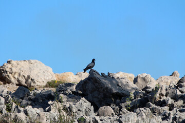 A lone pigeon stands atop jagged limestone rocks, framed by a vivid blue sky, capturing the...