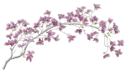 Elegant Purple Bougainvillea Branch on White Background