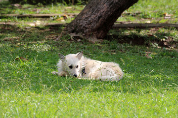 A light-colored stray dog lies curled in the cool shade on vibrant green grass, with dappled...