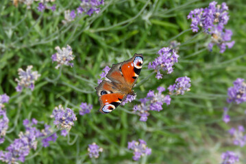 European peacock butterfly (Aglais io) perched on lavender in Zurich, Switzerland