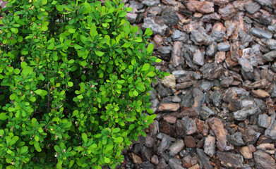Green Leaves of Decorative Berberis Plant on a Bark Mulch at Garden Stock Image