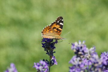 Painted Lady (Vanessa cardui) butterfly perched on lavender in Zurich, Switzerland