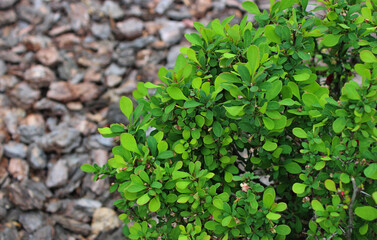Green Bush of Japanese Barberry Bush Over Defocused Decorative Bark Soil 
