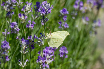 Common brimstone butterfly (Gonepteryx rhamni) sitting on lavender in Zurich, Switzerland