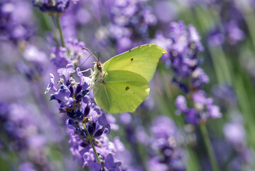 Common brimstone butterfly (Gonepteryx rhamni) sitting on lavender in Zurich, Switzerland
