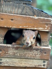 squirrel in the park