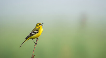 Yellow bird perched on a branch singing in the mist