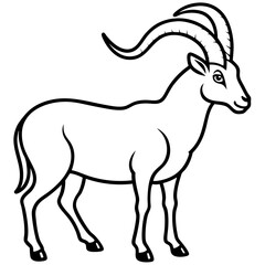 Obraz premium ibex---mountain-goat---curved-horns---hooves