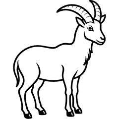 Fototapeta premium ibex---mountain-goat---curved-horns---hooves