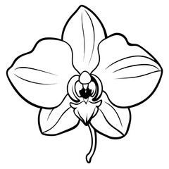  white-orchid-close-up--delicate-petals--soft-water