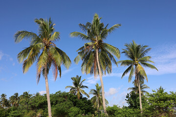 Coconut palm trees on blue sky with white clouds background. Tropical beach, paradise nature