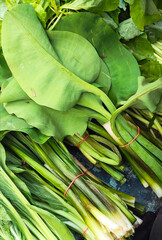 Fresh Taro Leaves Bundles, Asian Culinary Vegetable