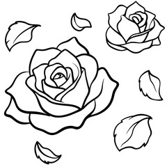 rose-petals-scattered-on-white-paper--soft-shadows