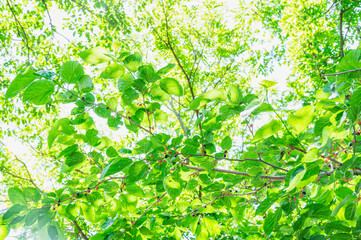 初夏の桑の木　実った果実