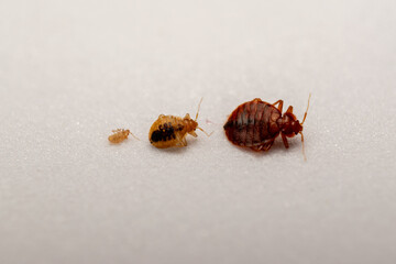 Bed Bug (Cimex lectularius) Life Cycle Stages – Detailed Macro Photography