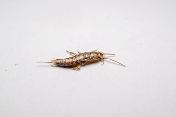 Silverfish macro