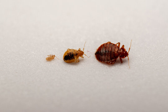 Bed Bug (Cimex lectularius) Life Cycle Stages &ndash; Detailed Macro Photography