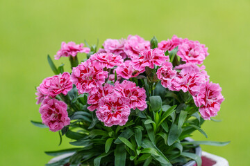 Sommerzeit im Münsterland