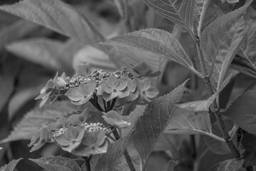 Sommerzeit im Münsterland