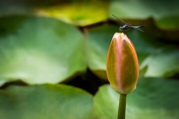 The dragonfly is perched on the top of the lotus flower.