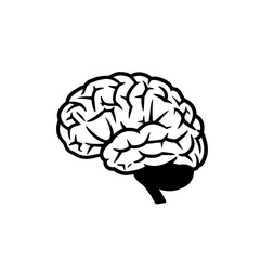 Human brain illustration. Detailed anatomical drawing of human brain for medical purposes. High-quality brain image perfect for educational materials, medical publications,