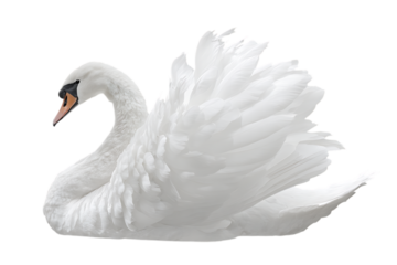 Elegant white swan, graceful posture, nature wildlife.