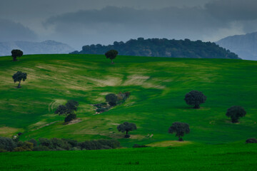 verde 3