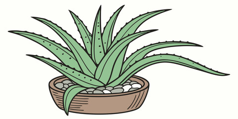 aloe vera plant in pot
