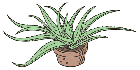 aloe vera plant isolated on white