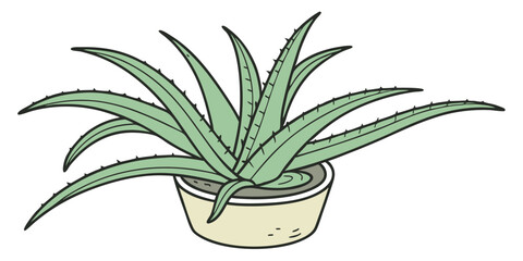 aloe vera plant in a pot