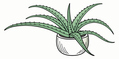 aloe vera plant isolated