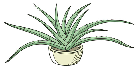 aloe vera plant in a pot